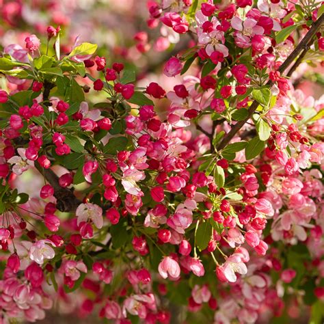 Download wallpaper 3415x3415 apple tree, flowers, buds, pink ipad pro ...