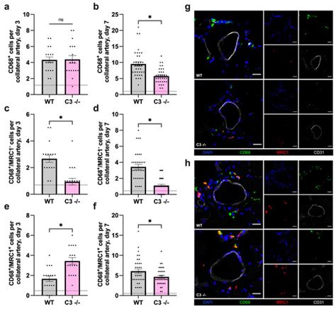 The Complement System Is Essential for Arteriogenesis by Enhancing ...