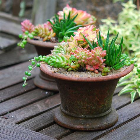 Sedums And Succulents