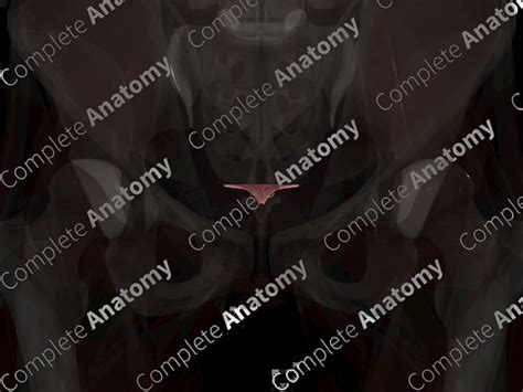 Image result for Endometrium