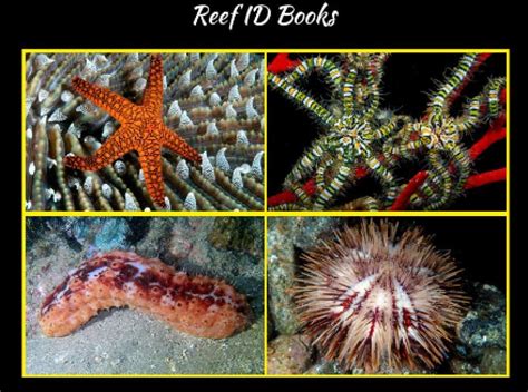 Echinoderms Examples 的图像结果