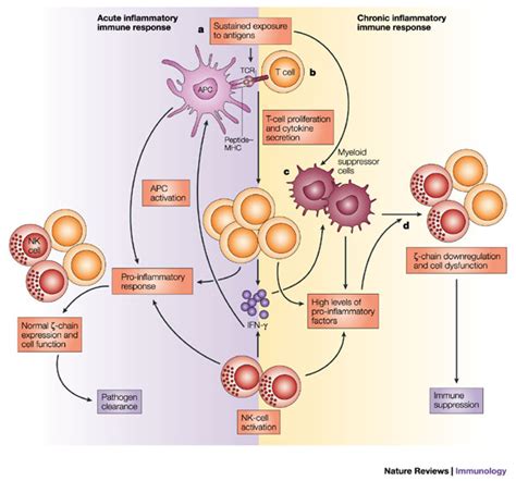 Image result for Inflammation Reaction