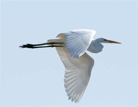 Herons, Egrets & Cranes – Wings and Feathers