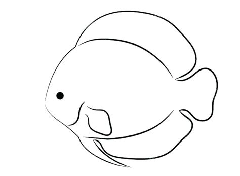 Image result for How to Basic Fish