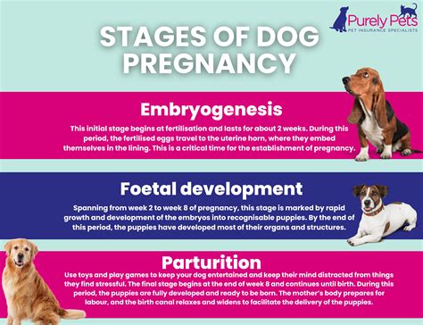 How long is a dog pregnant? | Purely Pets