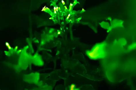 Scientists Develop Glowing Plants Using Mushroom Genes