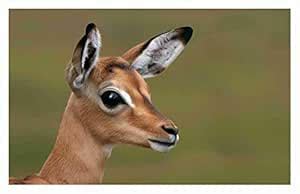 BALDAU PRINTS Animal Deer Wall Poster For Room (Gloss Laminated, 12X18 ...