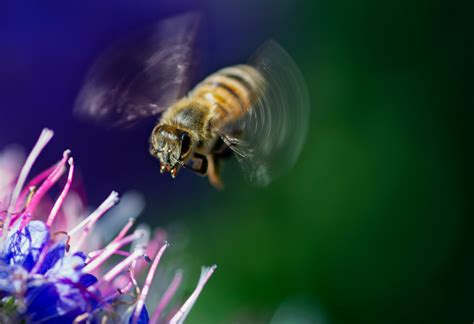 Image result for Free-Flying Bee Video Clips