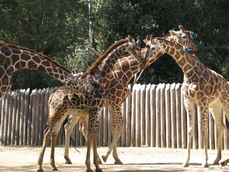 Masai giraffe on exhibit at the Sacramento Zoo | Valley Community ...