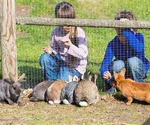 Image result for Feeding Wild Rabbits