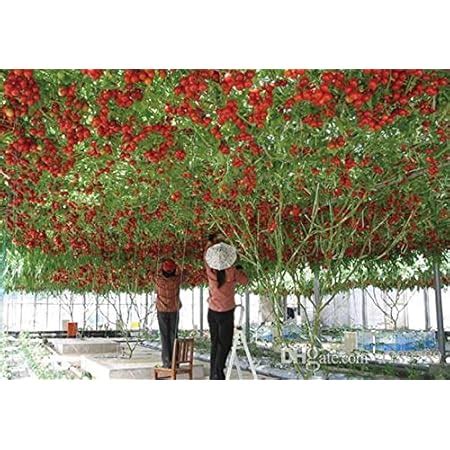 Syngenta Saaho (TO-3251) Hybrid Tomato seeds, 3500SD packing : Amazon ...