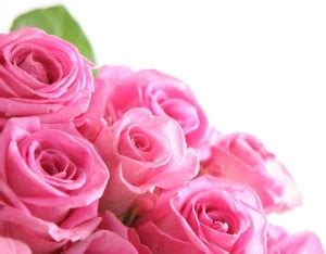KD Roses Sticker poster For room|Flowers Poster Paper Print ...