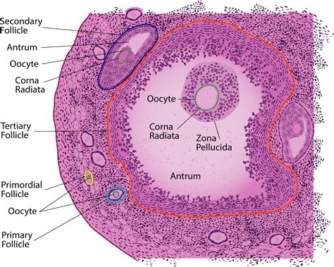 Ovary Histology Labeled