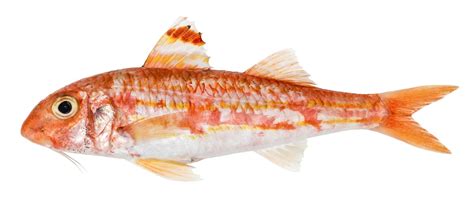 Image result for Real Fish Patterns