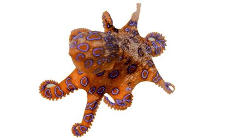 Blue-Ringed Octopus Venom 的图像结果