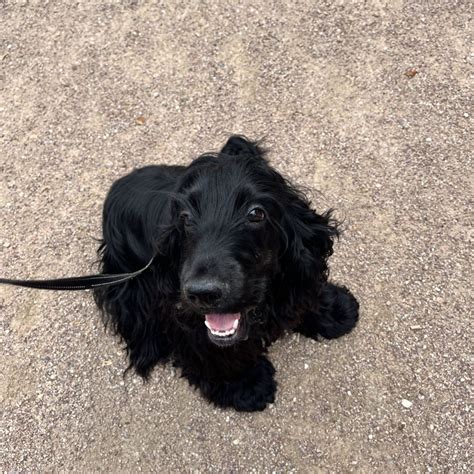 171 French Dog Names: Puppy names with meanings