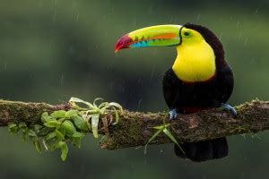 The Beautiful Bird Poster Size 12x18 inch, Matt Finish Paper with ...