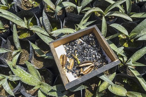 Unveiling the Artistry Behind Mezcal: Crafting Authentic Mexican ...