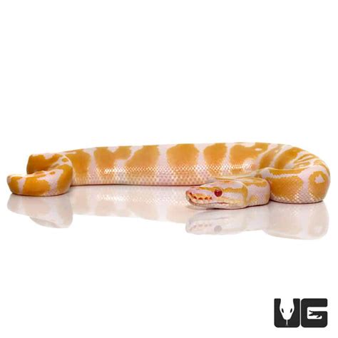 Baby Candy Albino Ball Pythons For Sale - Underground Reptiles
