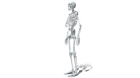 Image result for Model of Skeleton