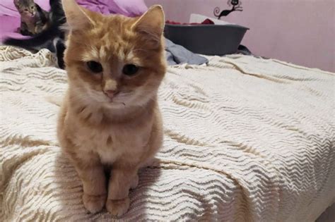 Uber Chat 的图像结果