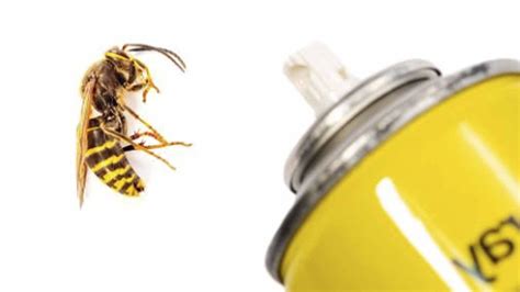 How to Get Rid of Yellowjackets - DIY Guide and Tips