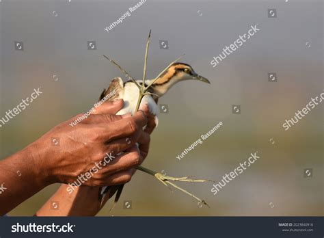 1 Ninja Water Walking Shoes Images, Stock Photos, 3D objects, & Vectors ...