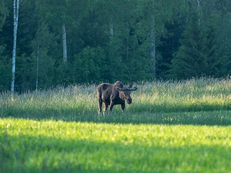 MOOSE SAFARI (2026) All You Need to Know BEFORE You Go (with Photos ...