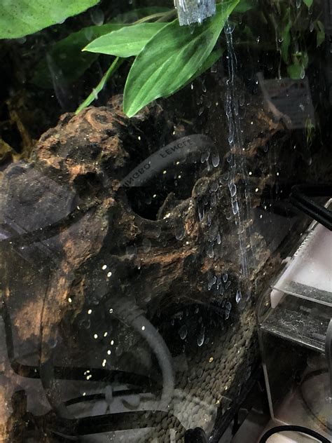 Is there a fish species that will eat nerite snail eggs off driftwood or rocks? : r/Aquariums