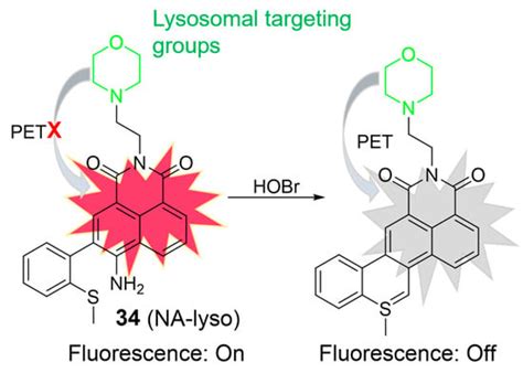 Recent Development of Lysosome-Targeted Organic Fluorescent Probes for ...
