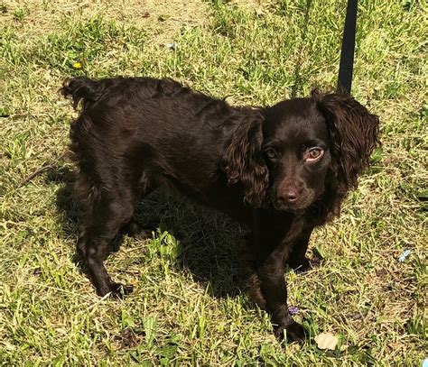 Boykin Spaniel Puppies For Sale | London, KY #349266