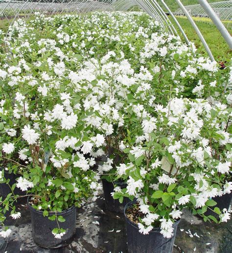 Snowflake Mock Orange Bush: Buy Fragrant White Shrub Online