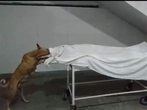 Dog Nibbling Away at Dead Body in UP Hospital: Dr Ashwani Kumar Writes ...
