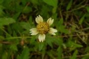 a) Stems and leaves b) Flower