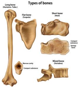 Image result for Bone Function