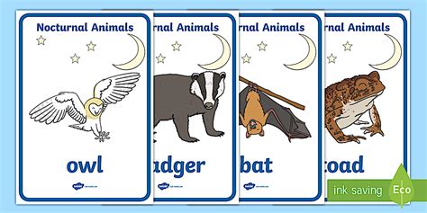 Nocturnal Animals Posters | Primary Resources (teacher made)