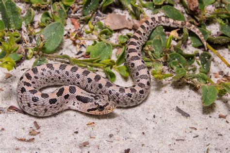 Southern Hognose Snake