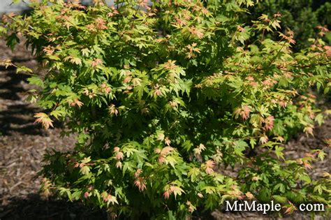 The Place to Buy 'Tiny Tim' Dwarf Japanese Maples!