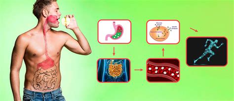 Sugar Digestion Process: How is Sugar Digested in the Body? – Lets Moderate