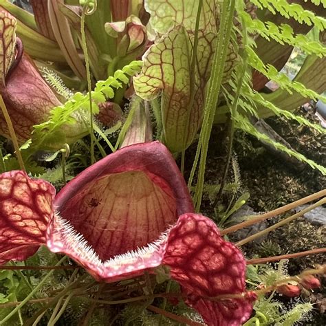 Carnivorous Pitcher Plants Purple Pitcher Plant Sarracenia Purpurea: