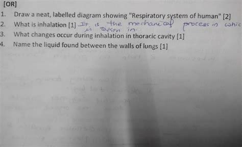 Draw a neat, labelled diagram showing "Respiratory system of human" [2 ...