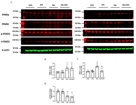 PPARδ and FOXO1 Mediate Palmitate-Induced Inhibition of Muscle Pyruvate ...