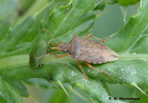 Eater of eaters of thistles and other plants: Spined soldier bug ...