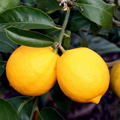 Purchase Premium Meyer Lemon Tree from Celgen Biotech