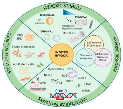 Insight into Hypoxia Stemness Control