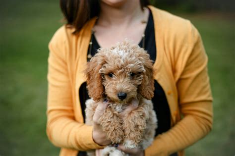 Comprehensive Care Guide for Mini Goldendoodle Lifespan