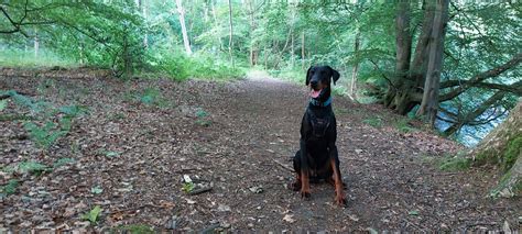 Scottish Dobermann Rescue