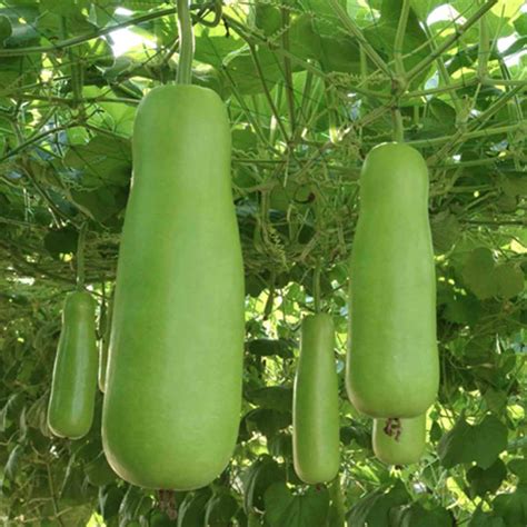 Bottle Gourd - Local Seeds