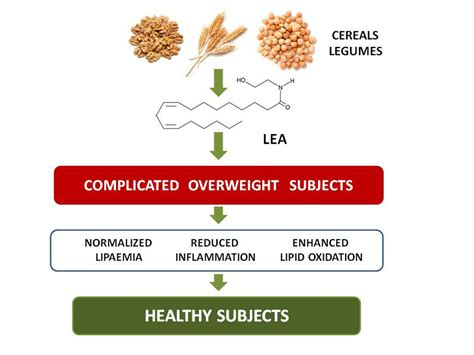 Administration of Linoleoylethanolamide Reduced Weight Gain ...