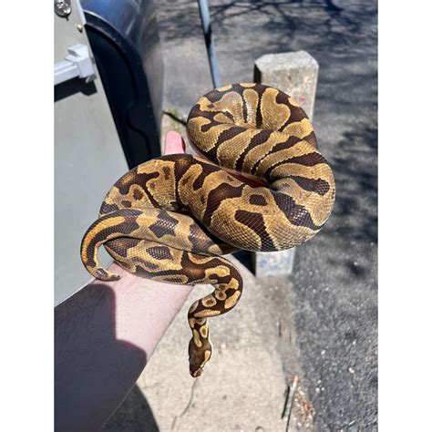 Image result for Ball Python for Sale
